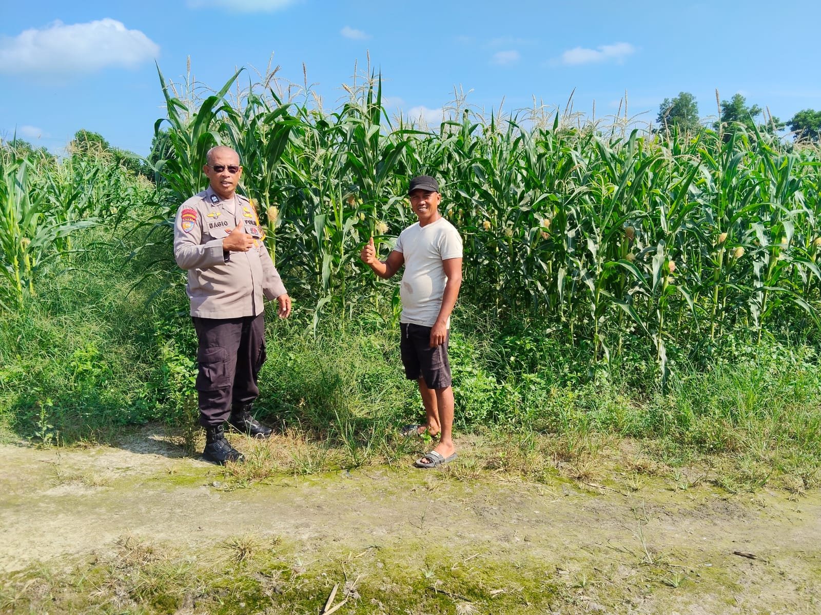 tvmiranda.com | PENINJAUAN DAN PENGECEKAN TANAMAN JAGUNG PIPIL DI LAHAN KETAHANAN PANGAN POLSEK PAYUNG SEKAKI tvmiranda.com | PENINJAUAN DAN PENGECEKAN TANAMAN JAGUNG PIPIL DI LAHAN KETAHANAN PANGAN POLSEK PAYUNG SEKAKI