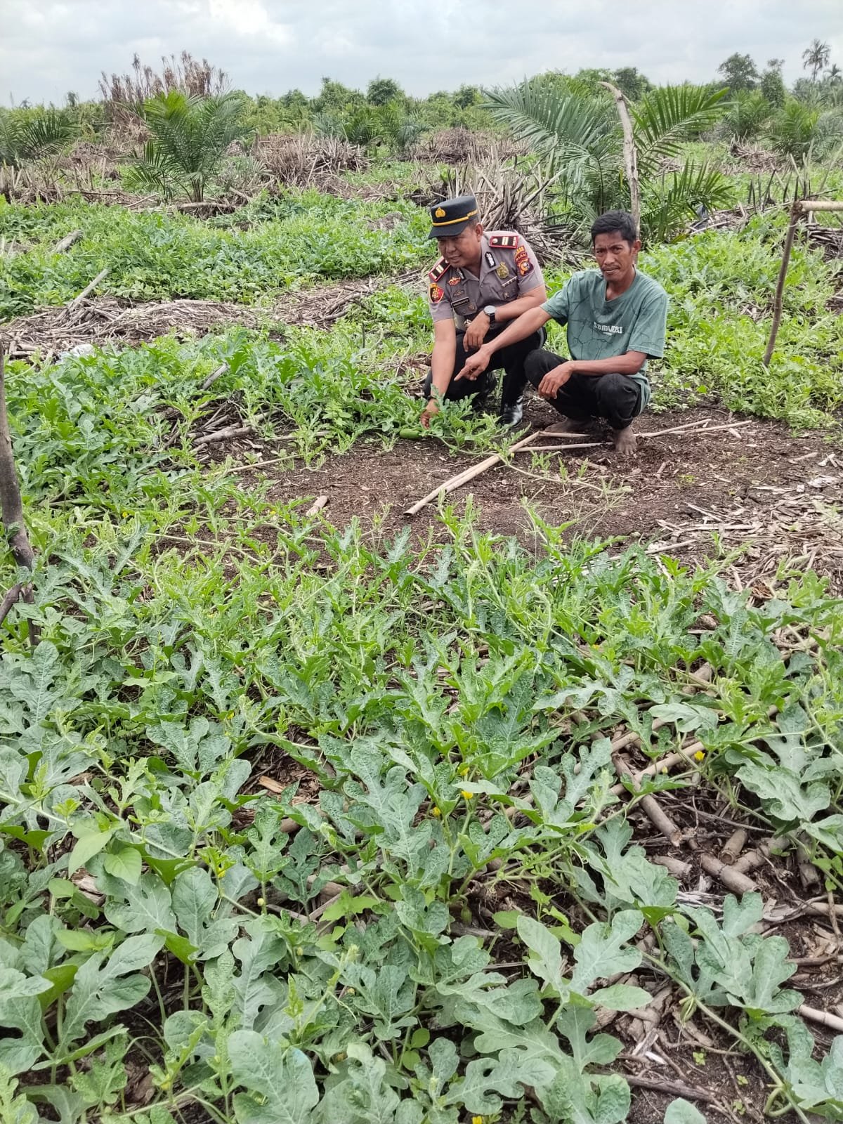 tvmiranda.com | Polisi Cinta Petani, Kapolsek Batang Tuaka IPTU Andrianto Turun Langsung Dampingi Petani Semangka Demi Sukseskan Asta Cita Ketahanan Pangan Nasional