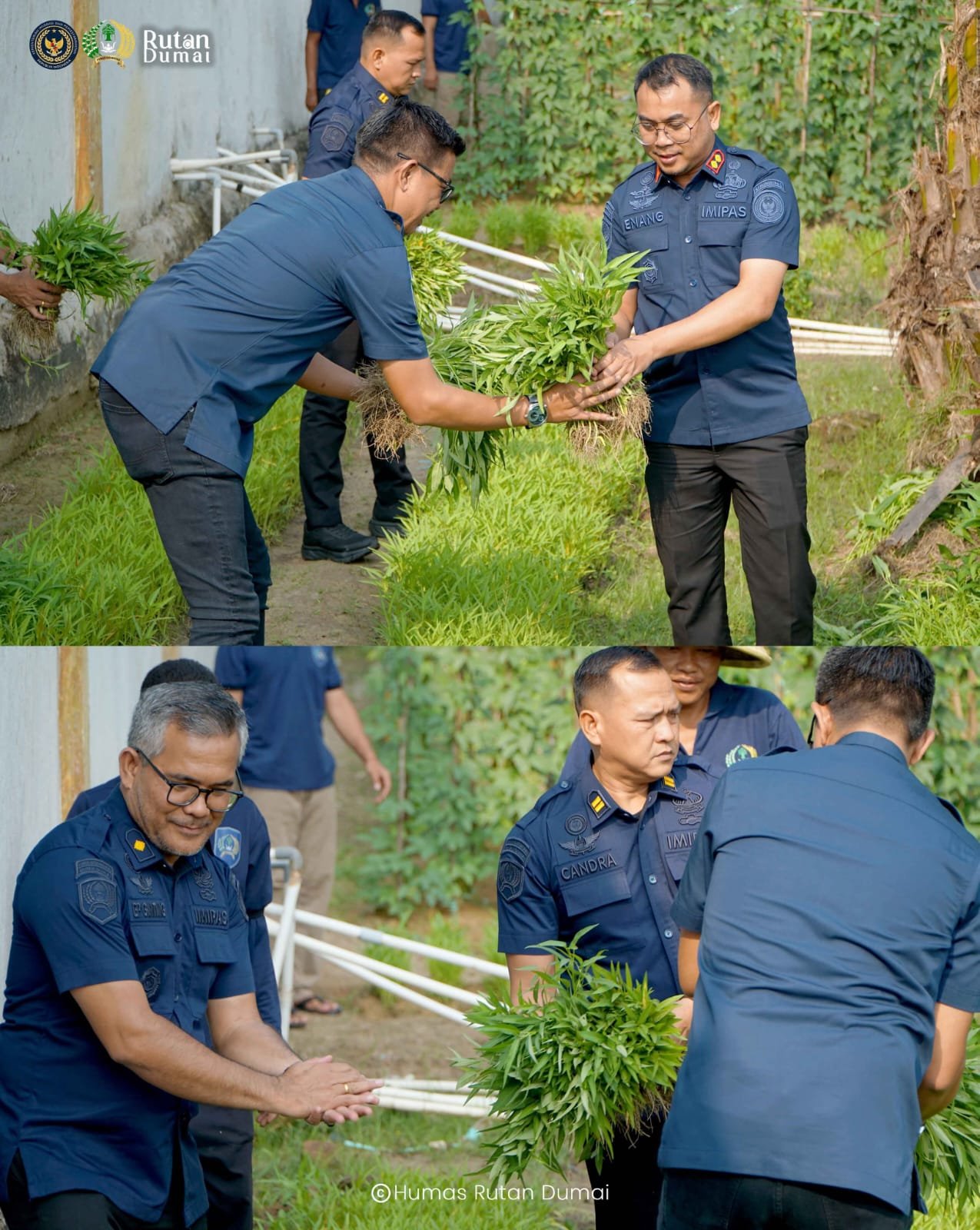 | Sulap Lahan Kosong Jadi Area Ketahanan Pangan, Rutan Dumai Panen Kangkung | Sulap Lahan Kosong Jadi Area Ketahanan Pangan, Rutan Dumai Panen Kangkung